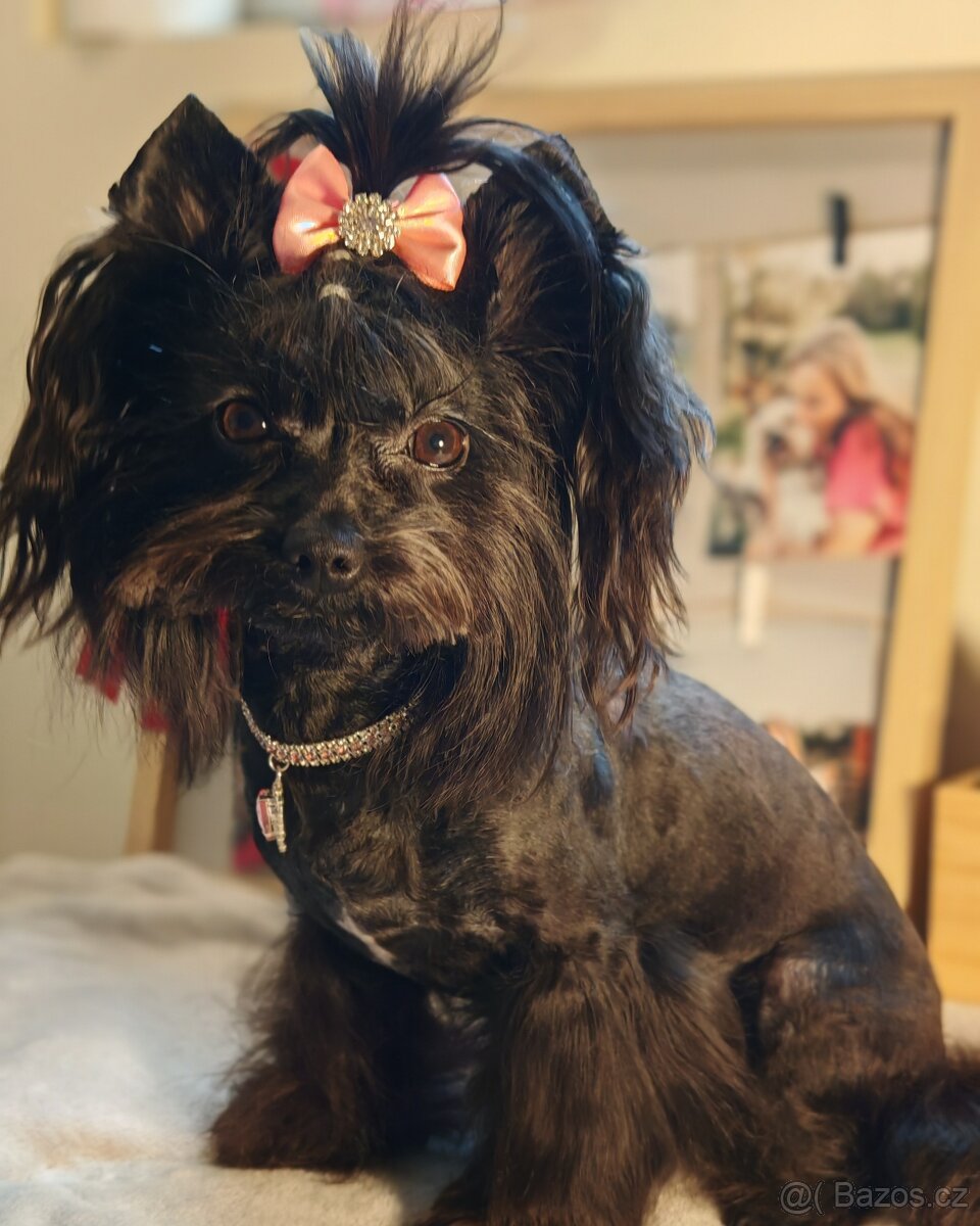 jorkšírský teriér fenka s PP - 5