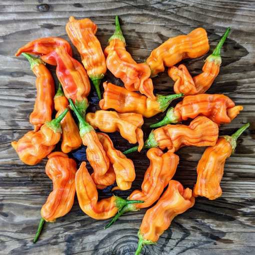 Chilli papričky - 5