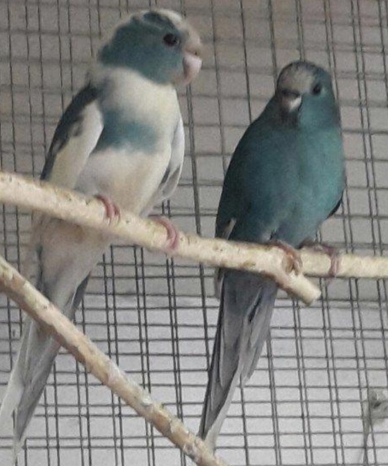 Austrália odcervenie S76 - 5