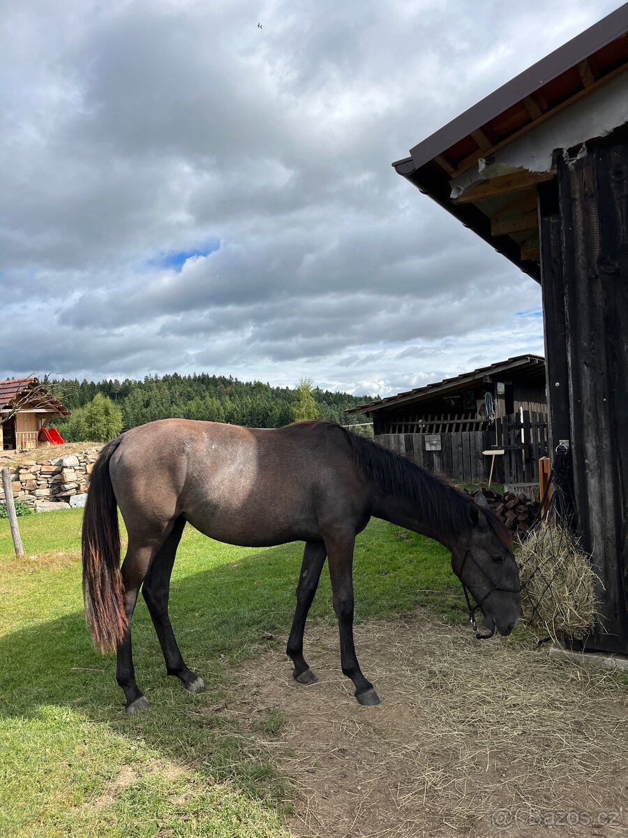 Starokladrubská klisna - 5