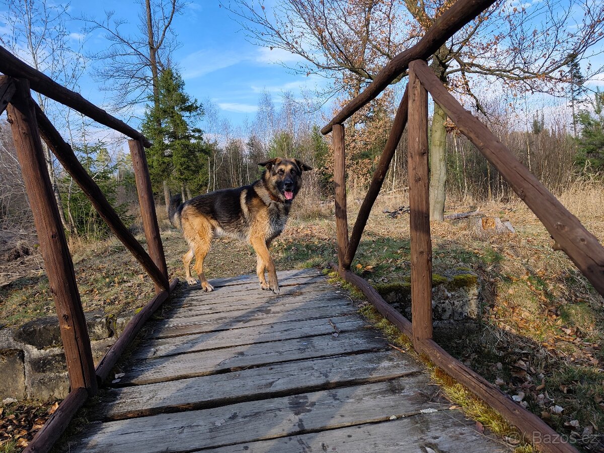 Německý ovčák Bert - 5