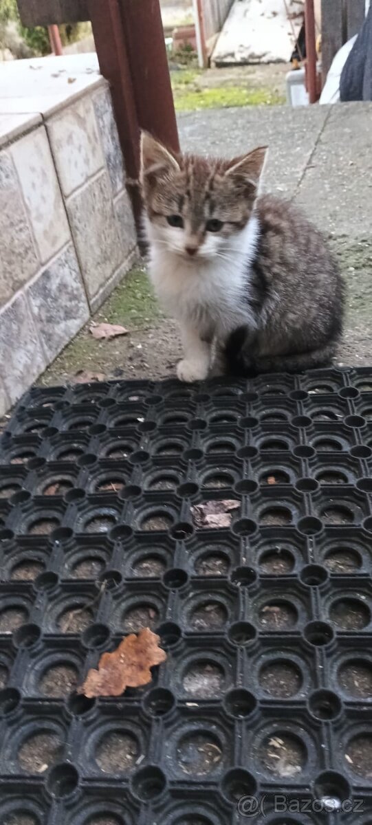 Koťátka daruji - 5