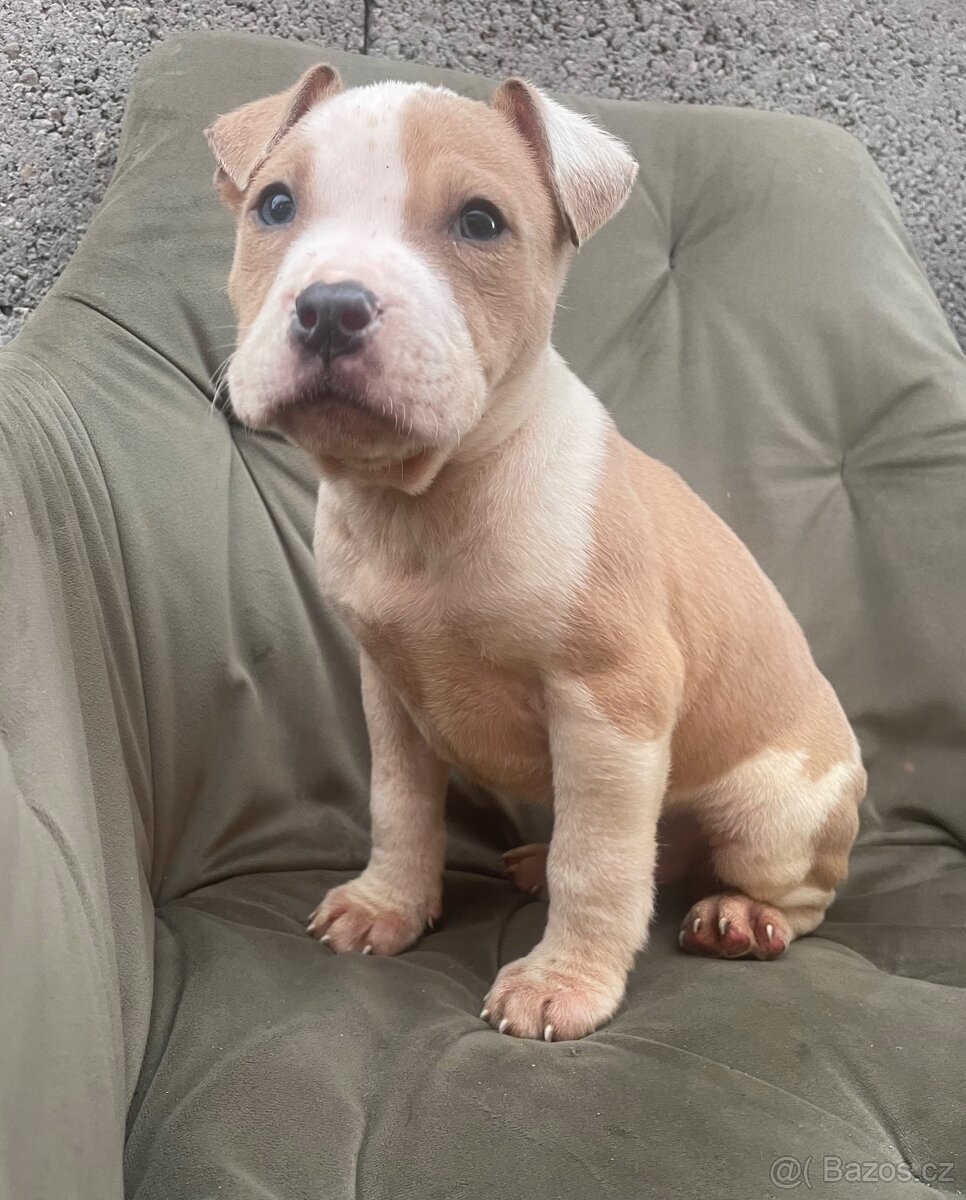 Americký stafordšírsky teriér, Staford - 5