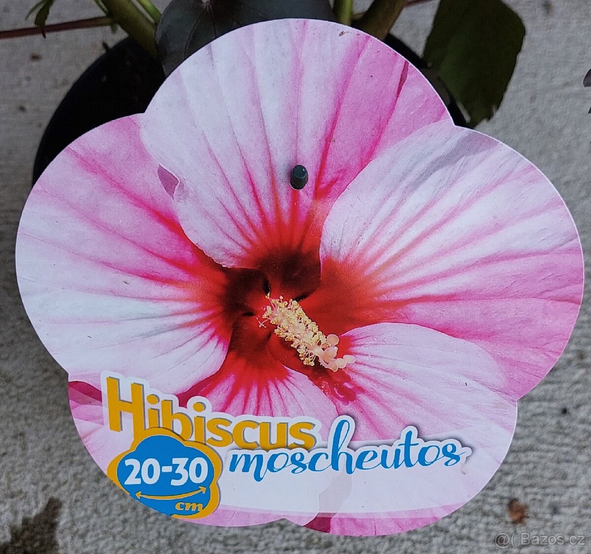 Ibišek bahenní-americký - 5