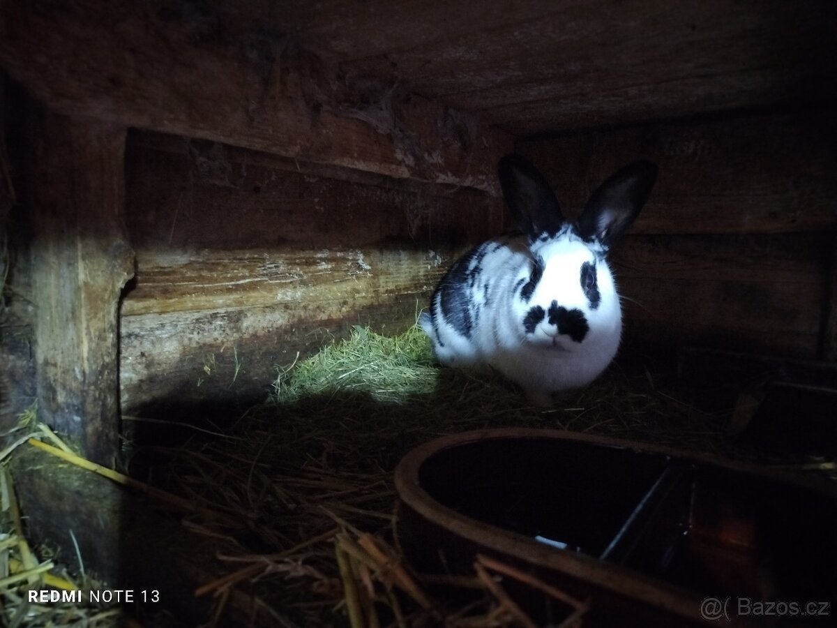 Prodám samice k chovu - 5