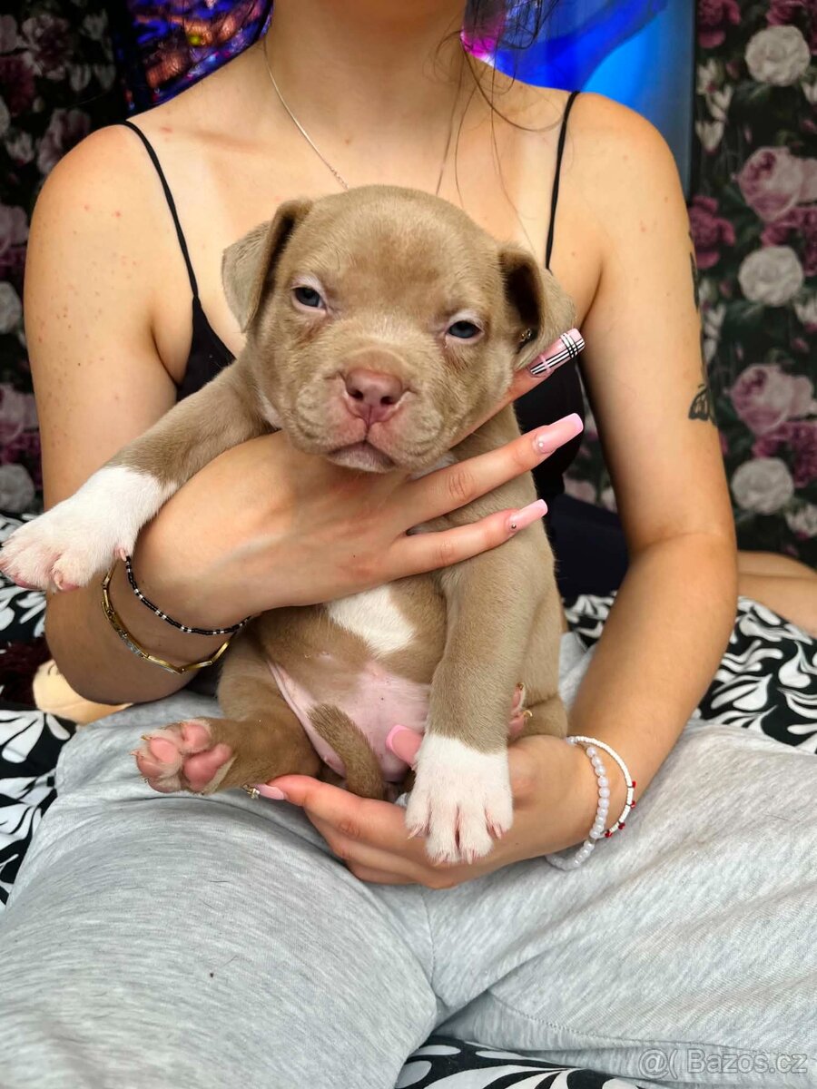 American Bully XL - 5