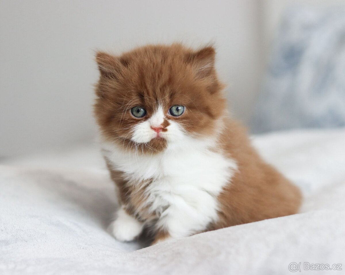 Britská koťátka s PP právě k odběru. - 5