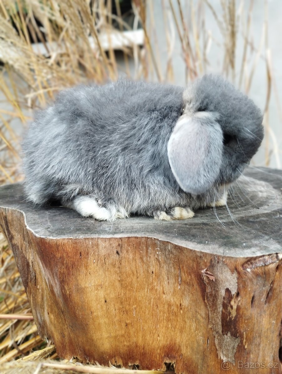 Zakrslý králíček - beránek minilop - 5