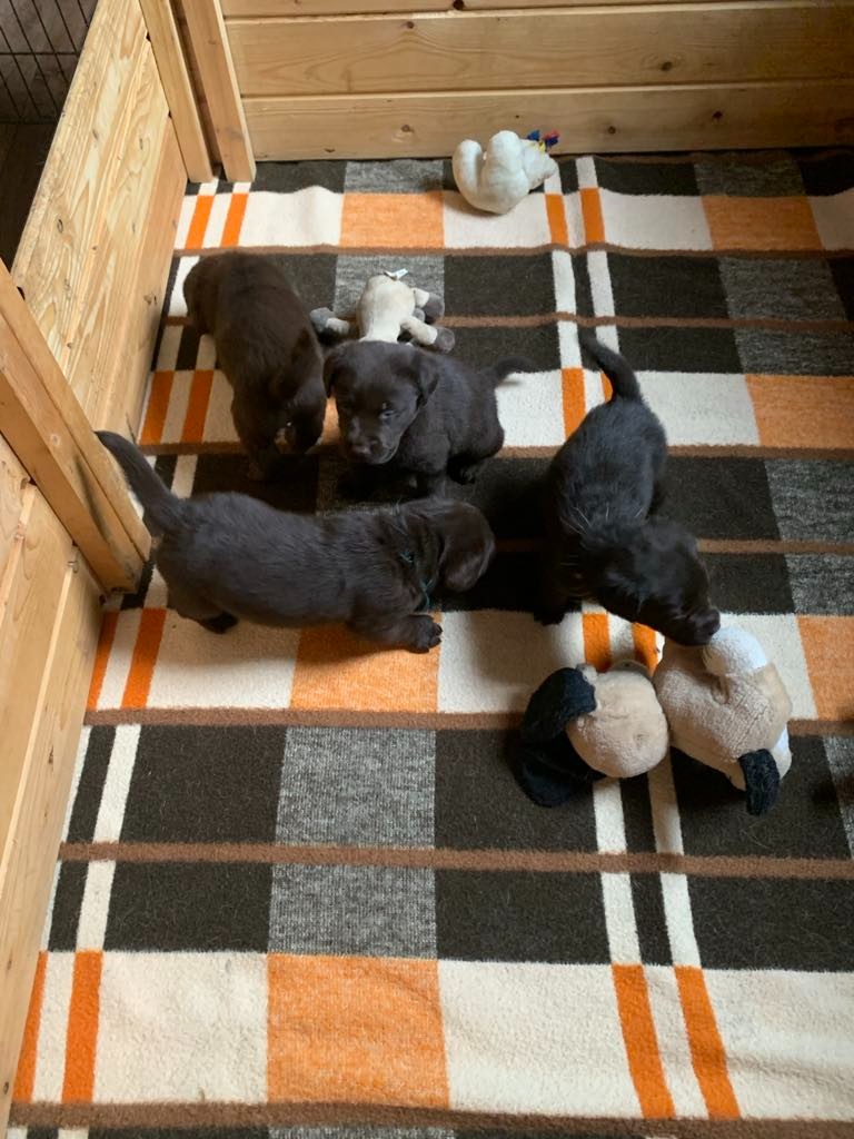 Labradorský retriever s PP - 5