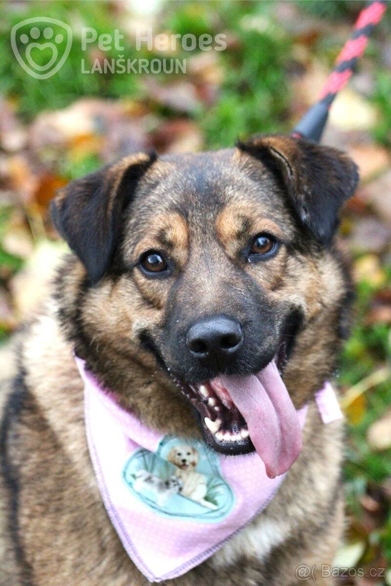 Guliana - fenka k adopci - 5