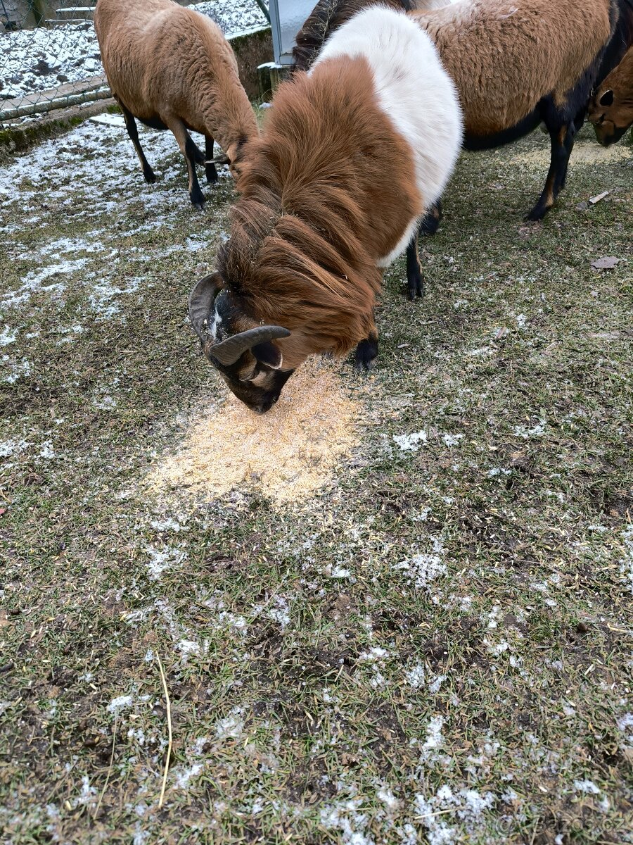 Kamerunský beránek - 5