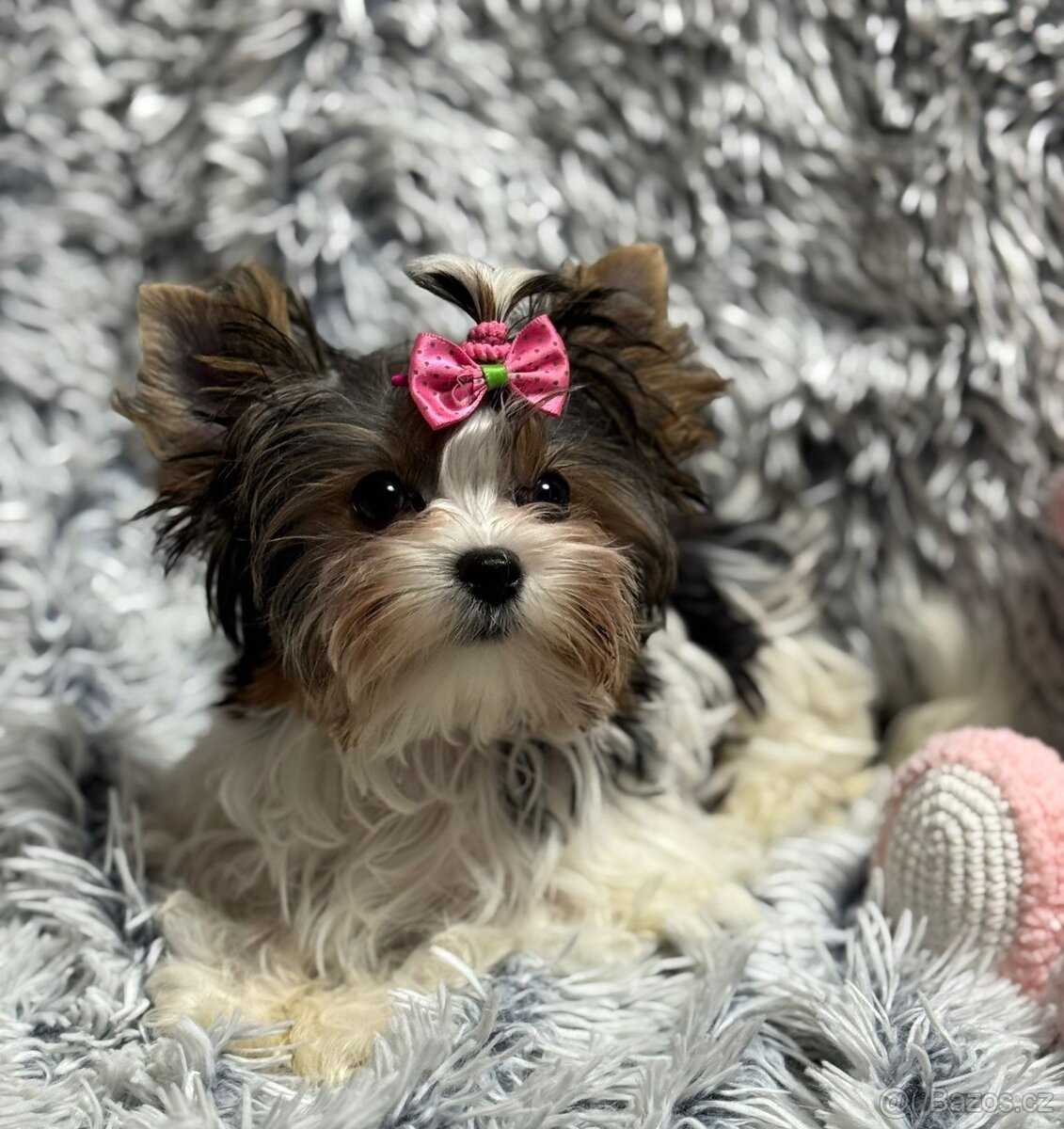 Biewer jork(Yorkshire)terier- fenka s pp - 5