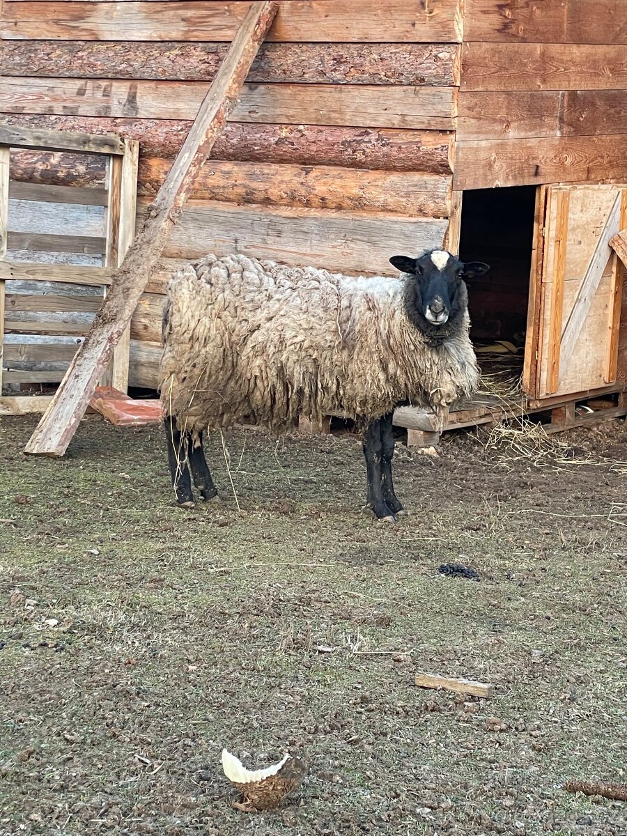 Beran na chov - 5