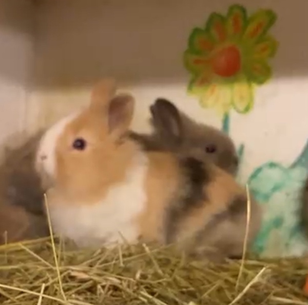 Zakrslý králík - lvíček - 5