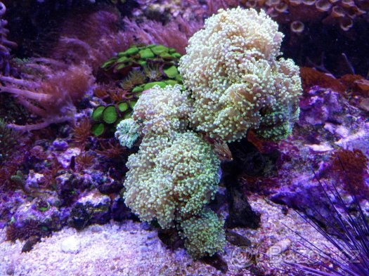 Mořské akvária. - 5