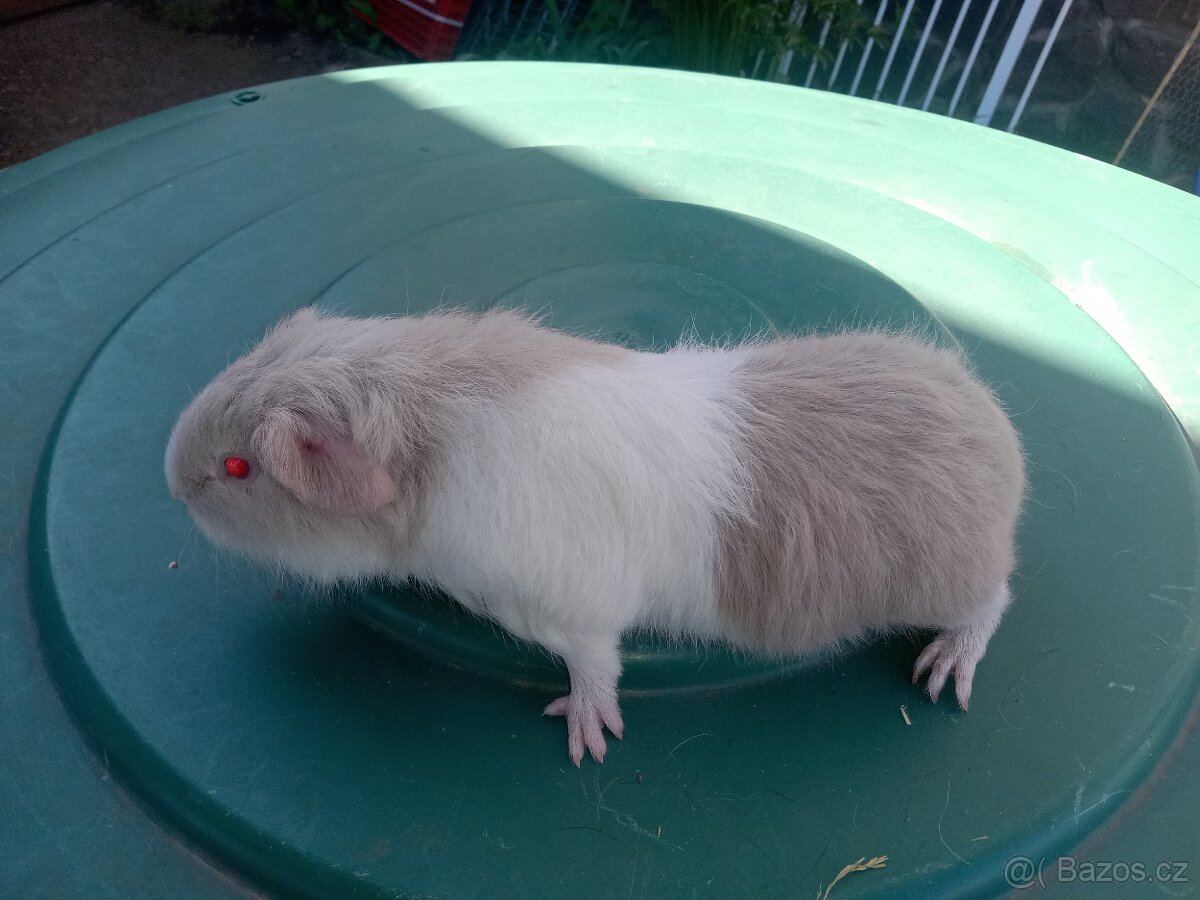 Morče morčata cuy mláďata - 5