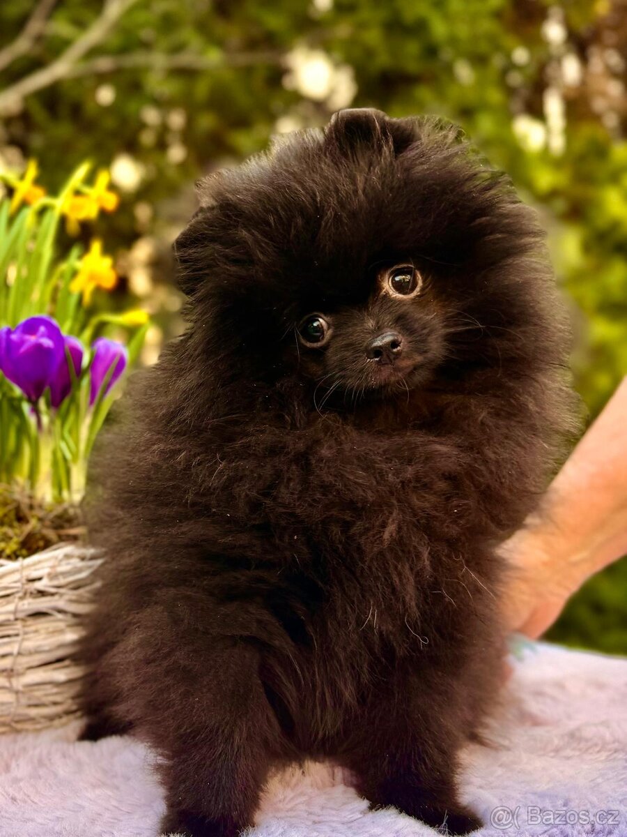 Pomeranian s p.p - 5