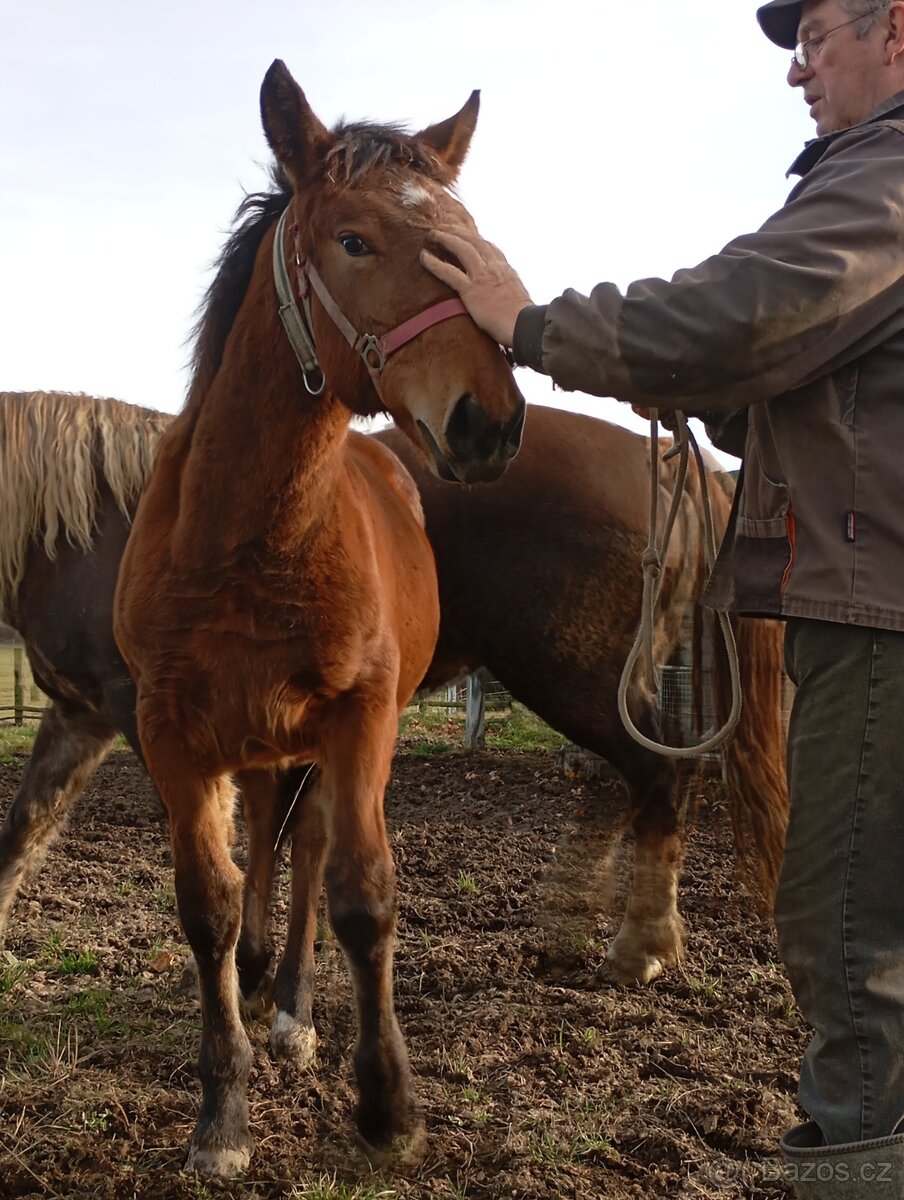 Slezký Norik SN. - 5