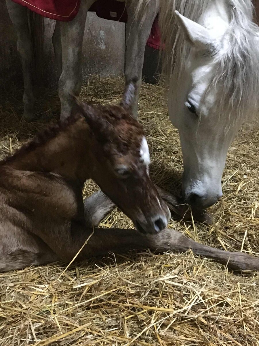 Ustájení v Mníšku pod Brdy - 5