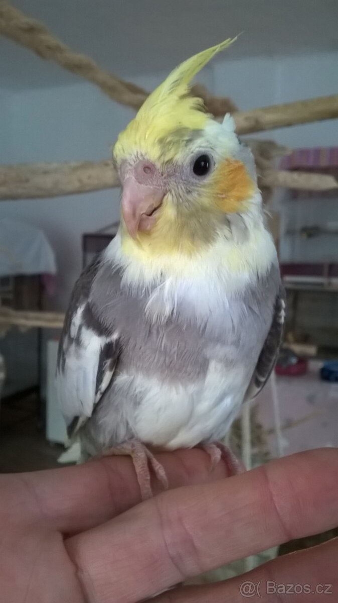 KORELA RUCNE DOKRMENA UCENA NA KSIRKY kluk - 5