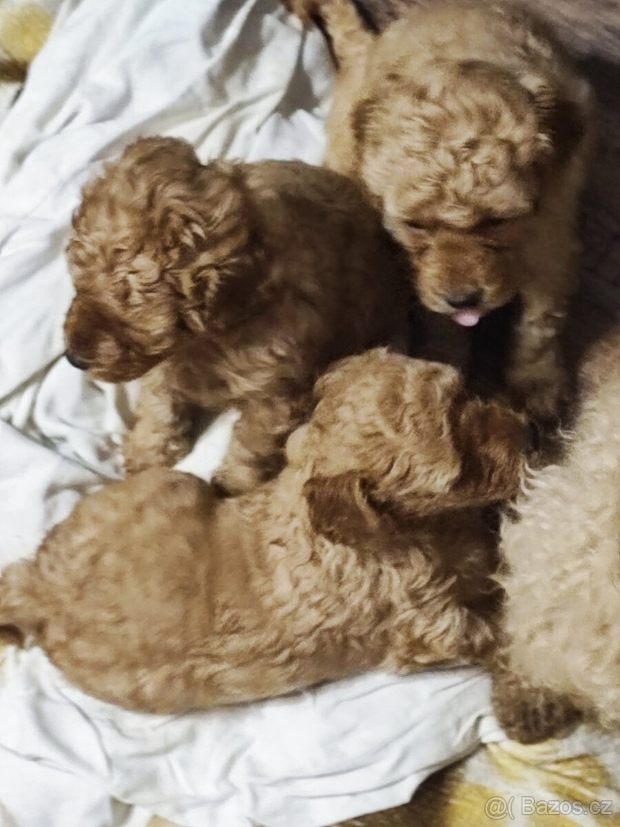 Pudl trpasličí s P.P. - 5