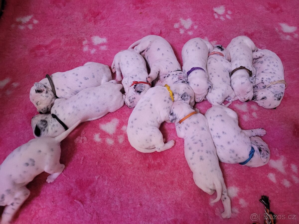 Dalmatinsky pes s PP, dalmatinec, dalmatin - 5