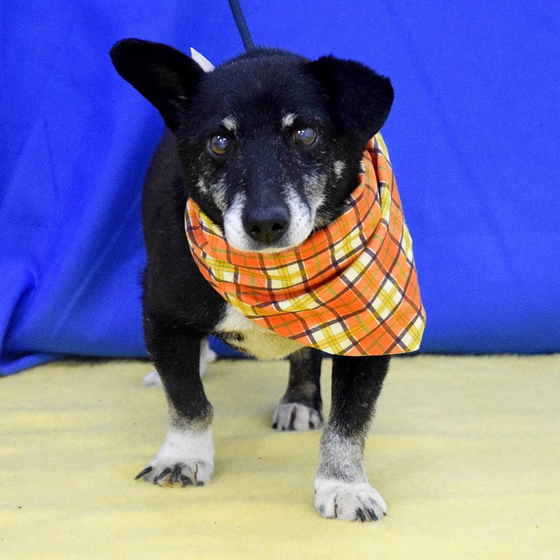 Leoš hledá domov - 5