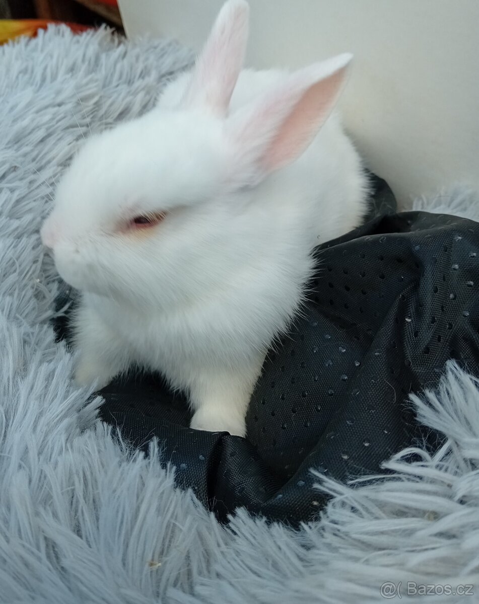 Zakrslý králíček I6 - 5