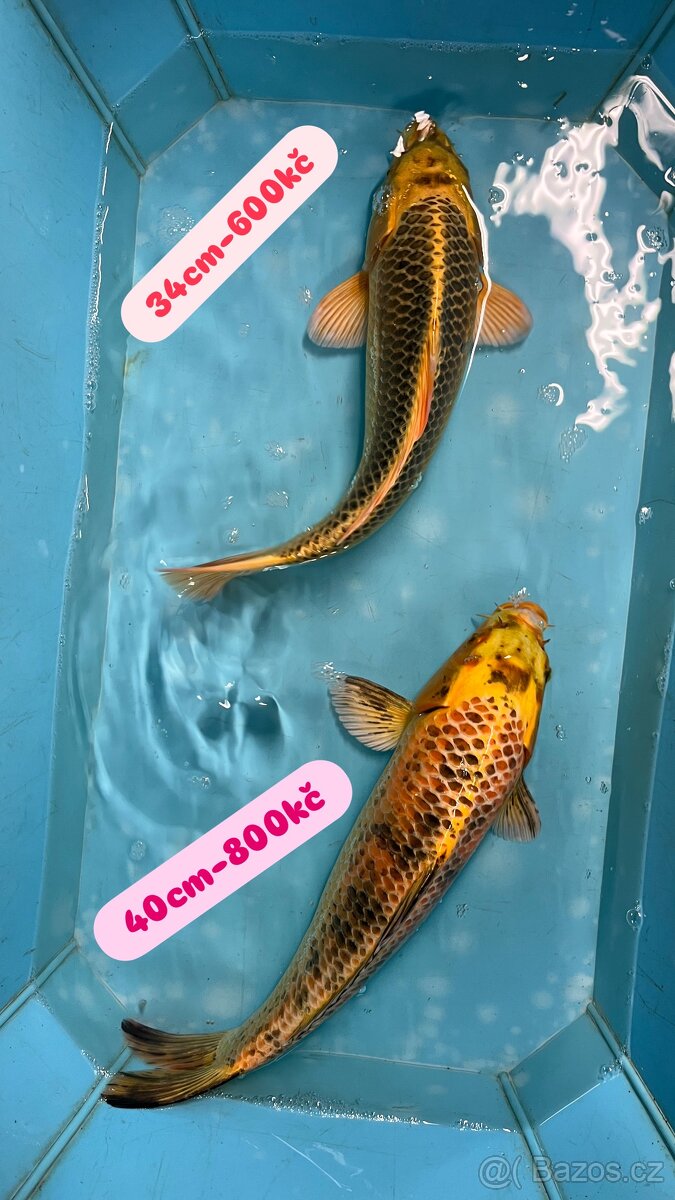 Koi kapr - 5