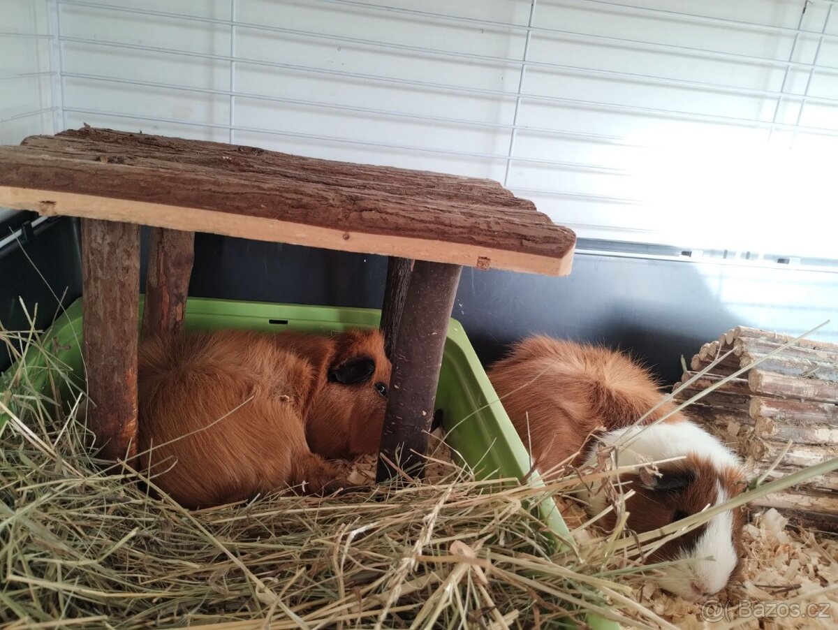 2 morčecí mladí samci nekastrovaní - jen spolu - 5