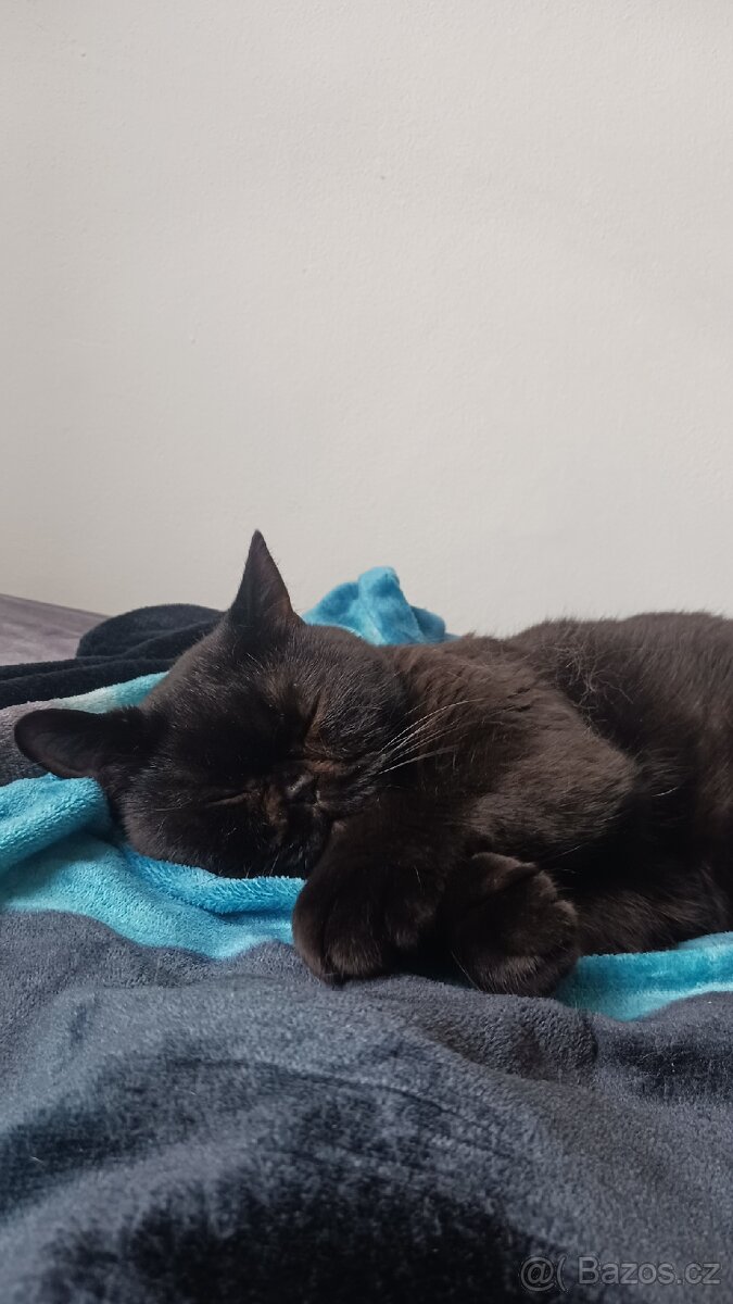 Britská krátkosrstá s průkazem původu. - 5