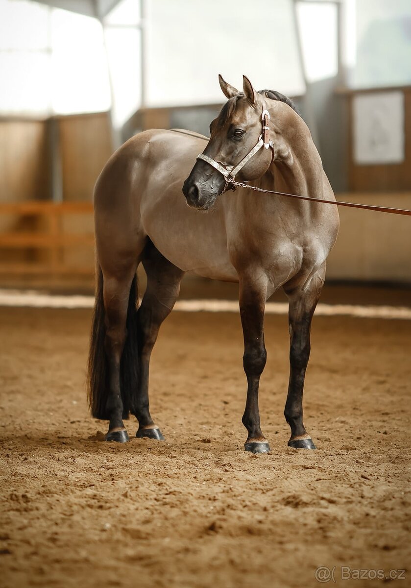 Líbivý 5-letý valach AQH, barva DUN, čistý 5-panel, RTG - 5