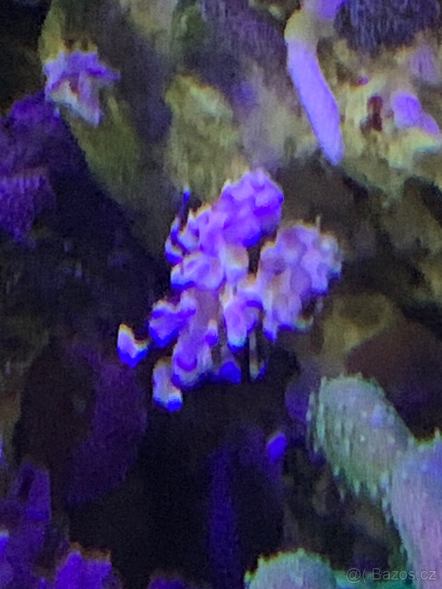 Mořské akvárium 1000l - 5