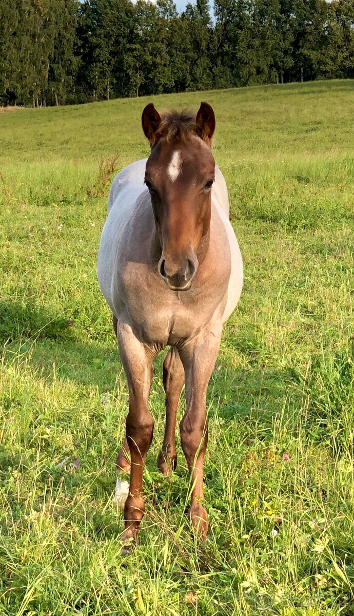 AQH hřebeček 2025 - 5