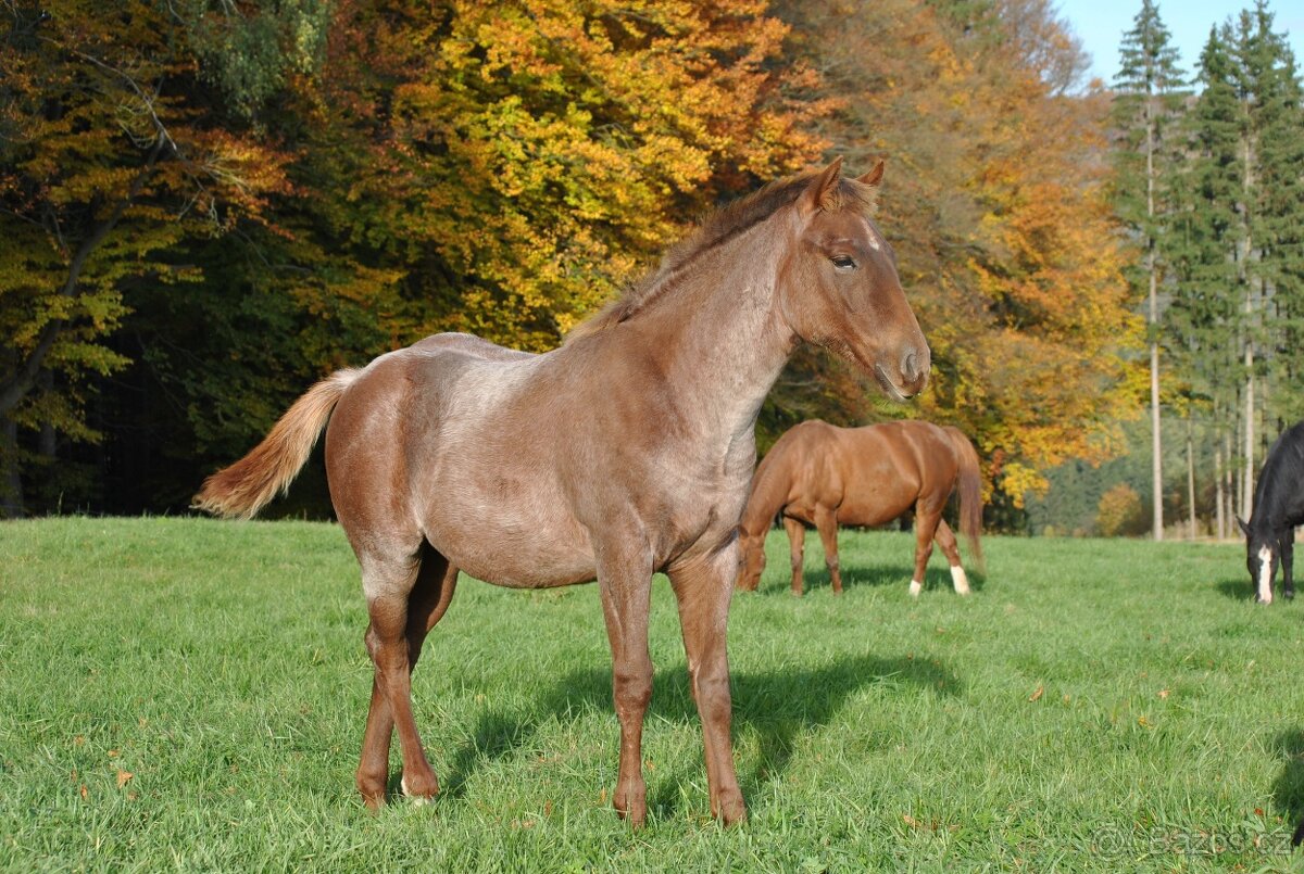 AQH hřebeček 2025 - 5