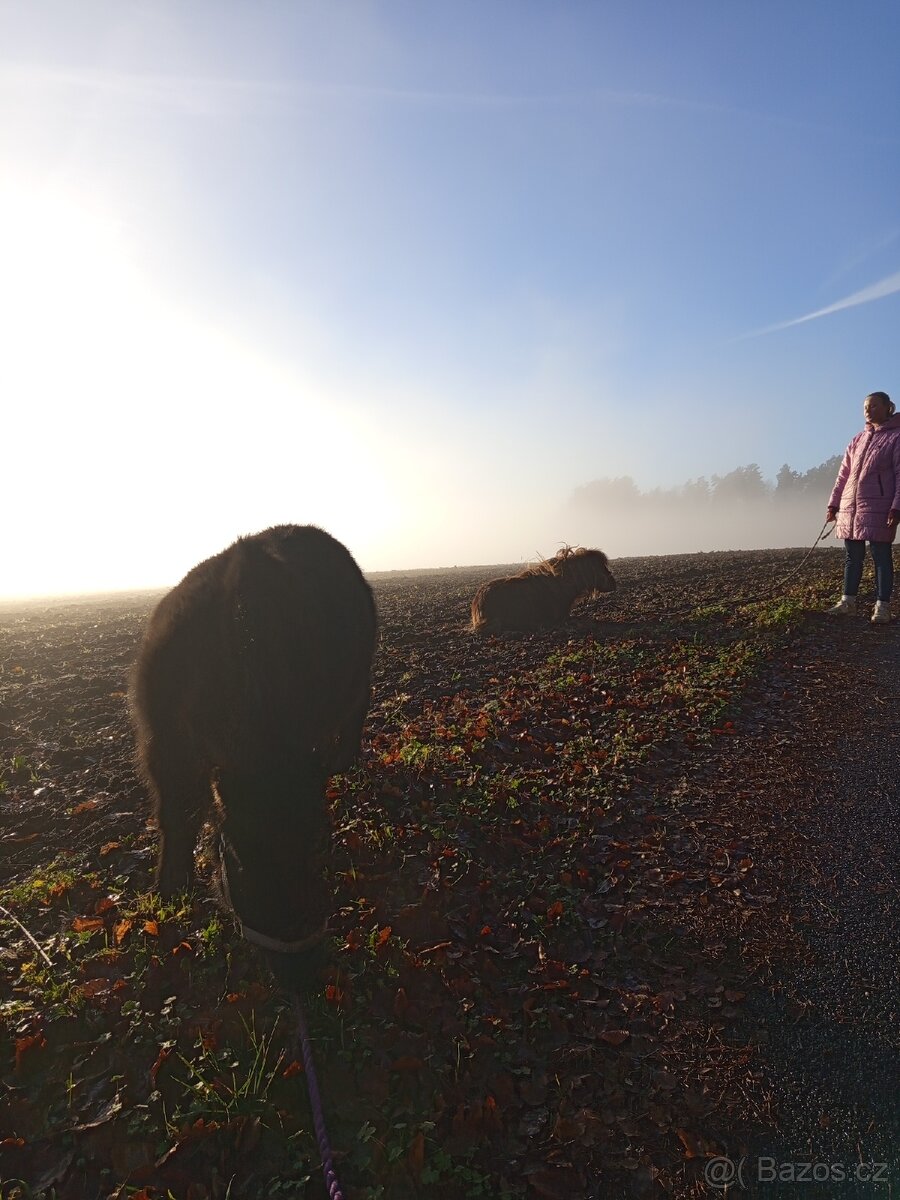 Docházka k poníkovi - 5