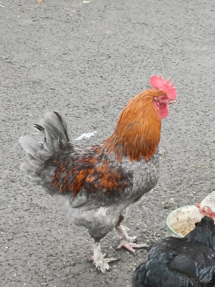 Kohout Maranska měděnokrká - 5