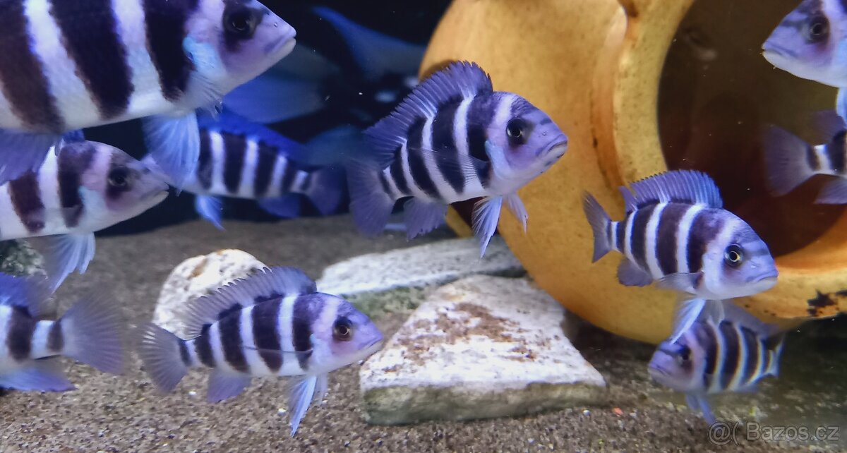 Odchovy Tanganyika - 5