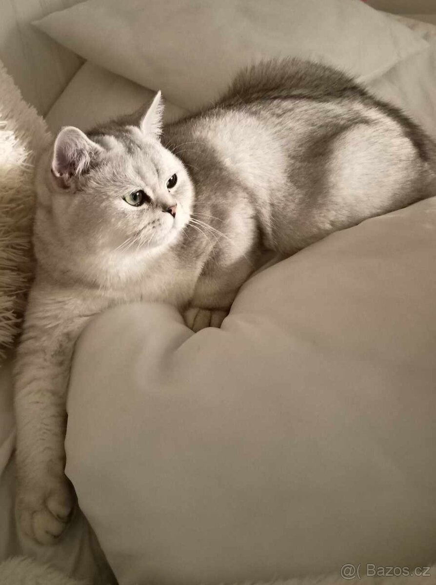 Krytí britský stříbřitý kocour - 5