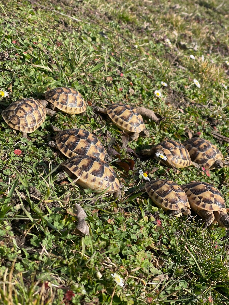 Želva testudo graeca -žlutohnědá - 5