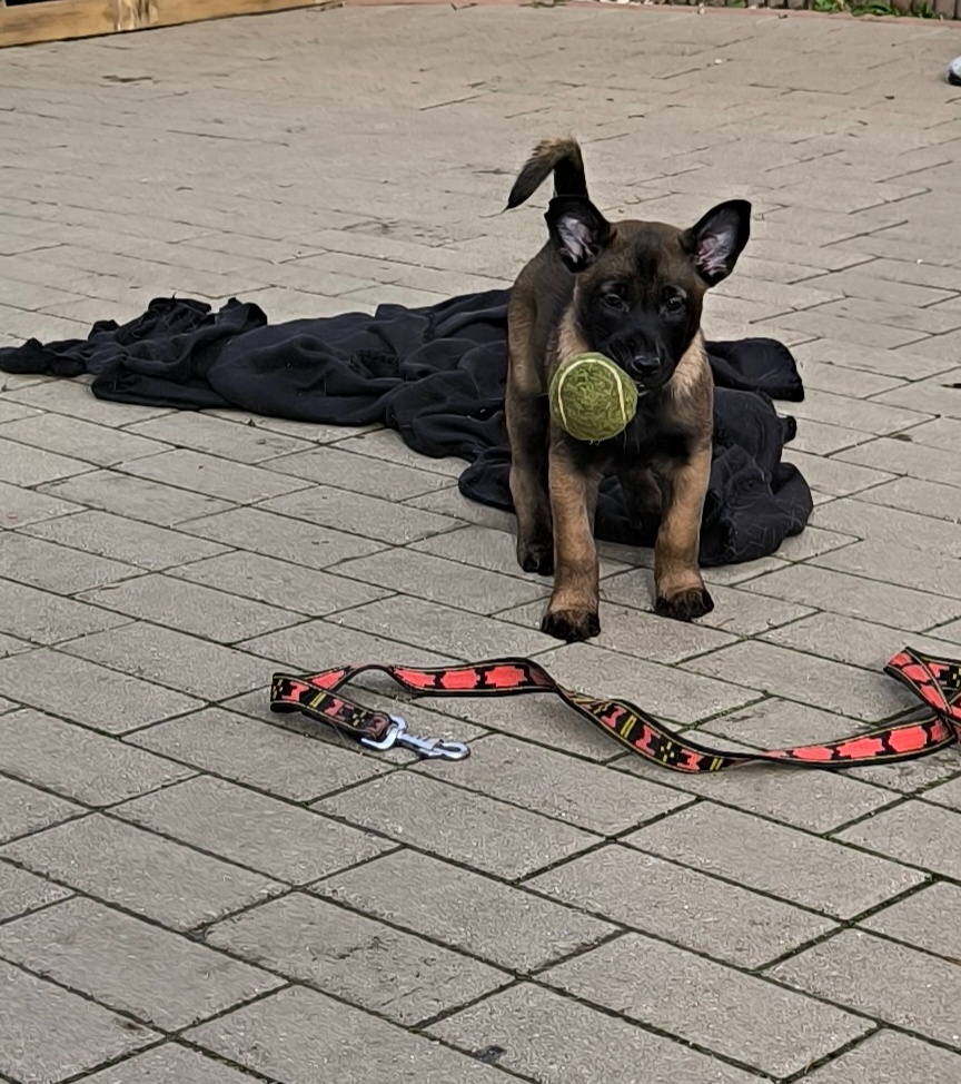 Belgický ovčák malinois s pp - 5