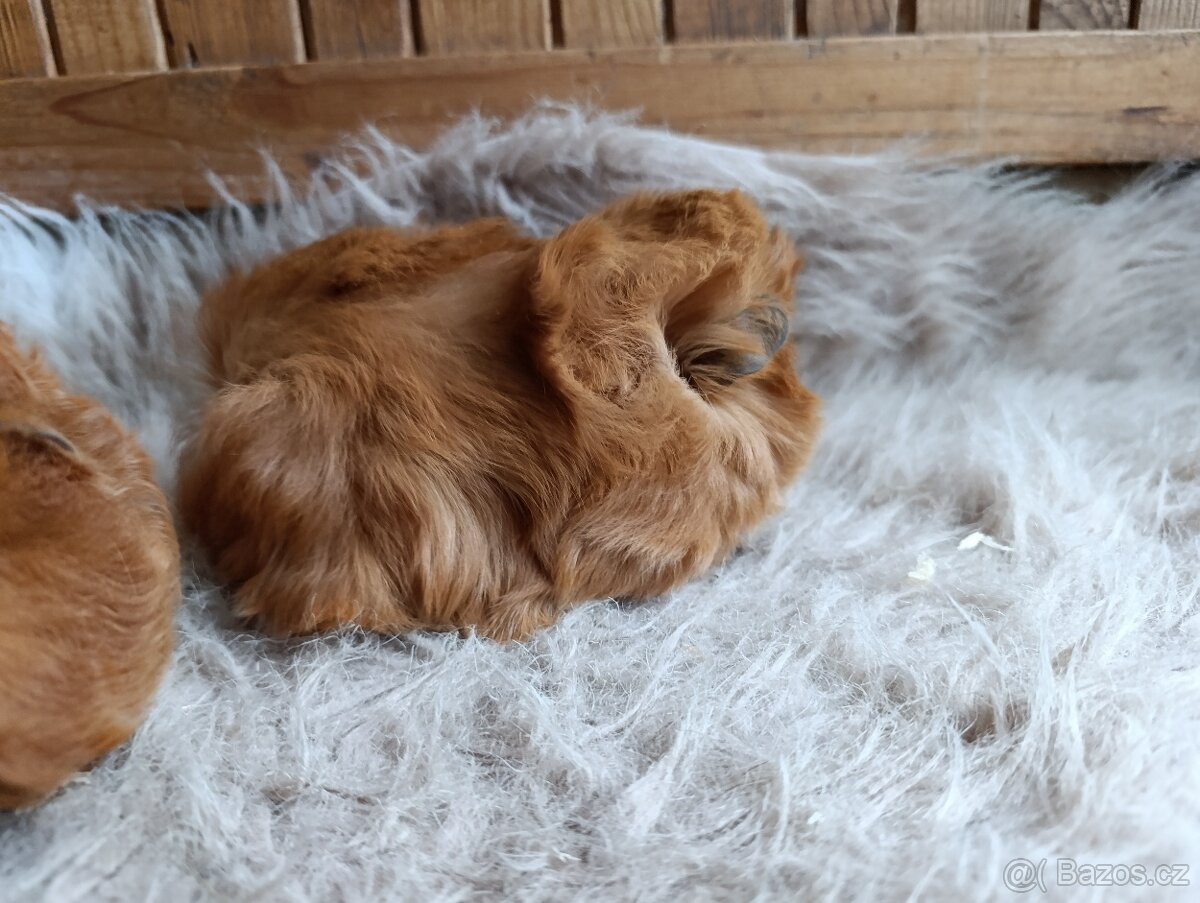 Morče / morčata / morčátko sameček - 5