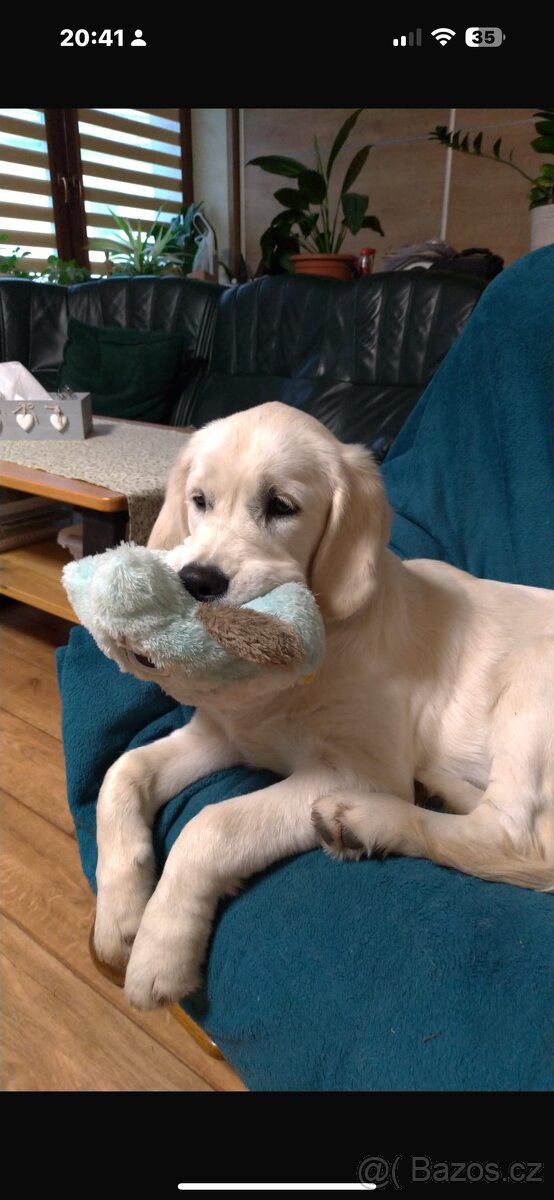 Zlatý retrívr s PP fenka - 5