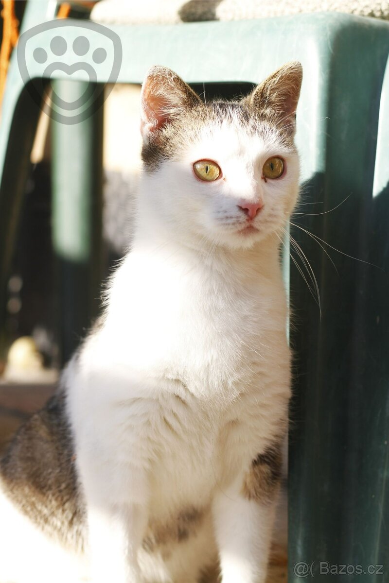 Shrek ❤ roztomilé kotě ❤ - 5