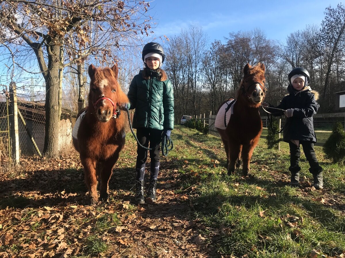 Kobylky shetland - 5