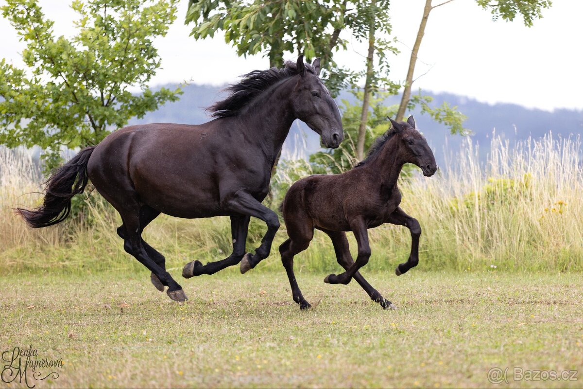 Stáj Zámek Ellischau - STKL klisnička nar.2025 - 5