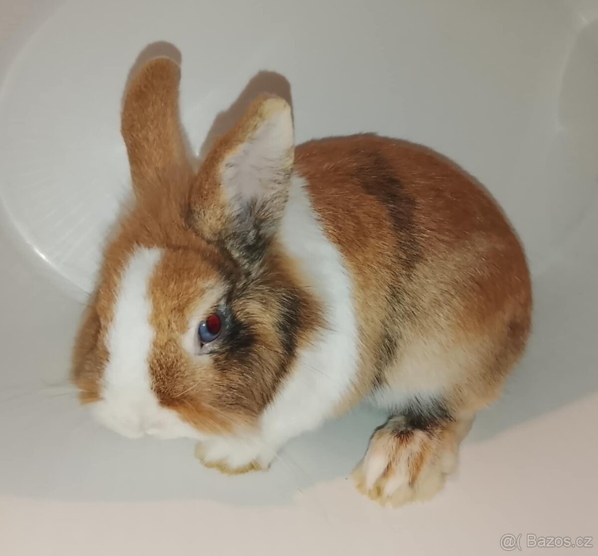 Zakrslý králíček bez PP sameček Gimmy - 5