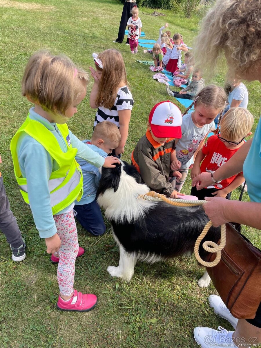 Border kolie s PP, krycí pes - 5