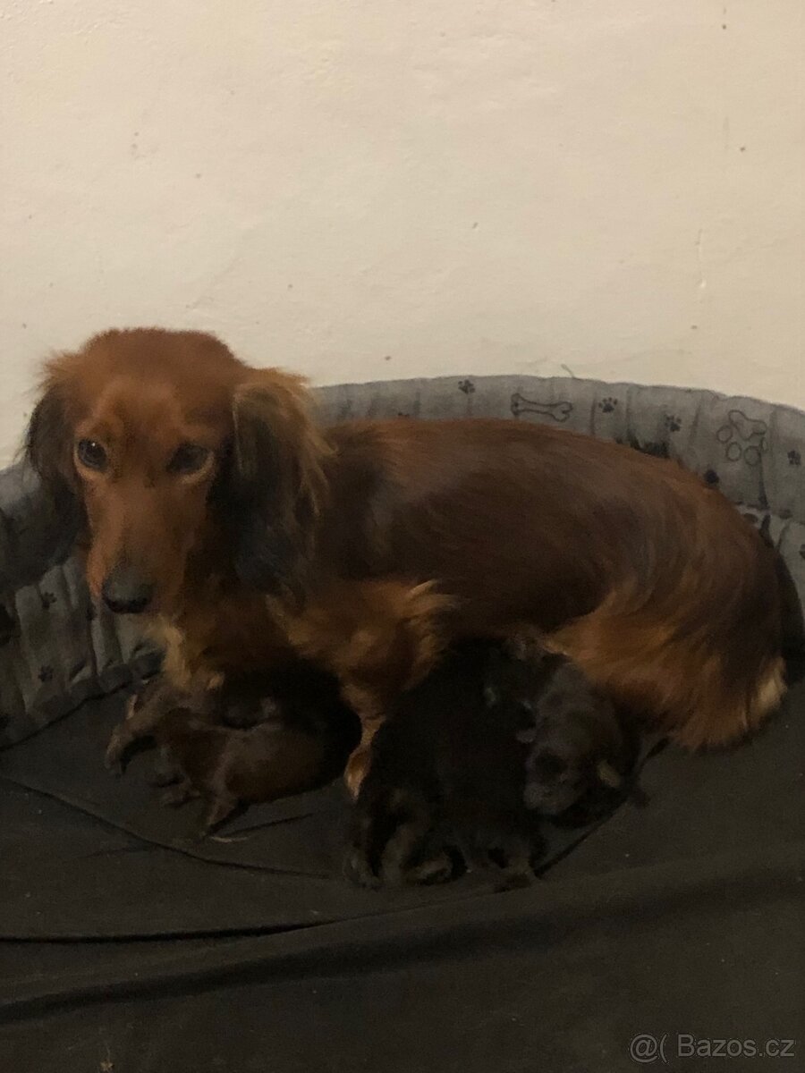 Jezevčík dlouhosrstý - 5