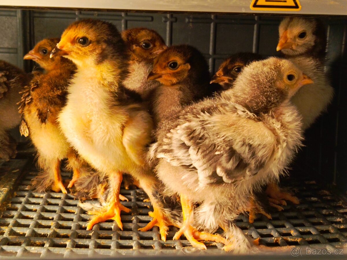 Brahmanka velká - 5